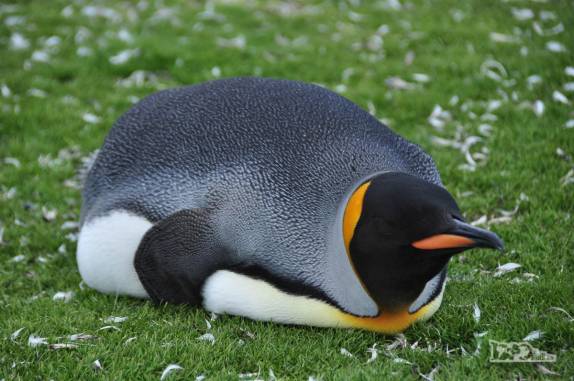 Pinguim rei descansa na grama em St Andrews Bay, na Geórgia do Sul